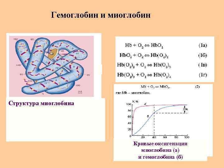 Гемоглобин и миоглобин Структура миоглобина Кривые оксигенации миоглобина (а) и гемоглобина (б) 