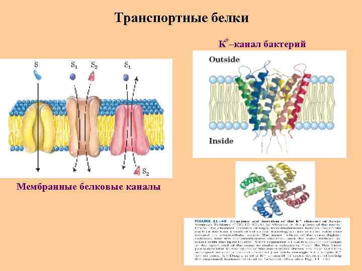 Транспортные белки + К –канал бактерий Мембранные белковые каналы 