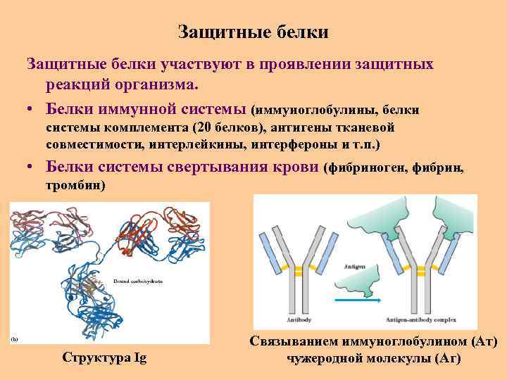 Защитные белки участвуют в проявлении защитных реакций организма. • Белки иммунной системы (иммуноглобулины, белки