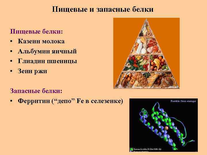 Пищевые и запасные белки Пищевые белки: • Казеин молока • Альбумин яичный • Глиадин