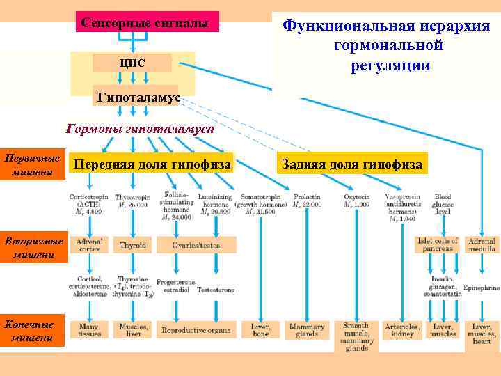 Сенсорные сигналы ЦНС Функциональная иерархия гормональной регуляции Гипоталамус Гормоны гипоталамуса Первичные мишени Вторичные мишени