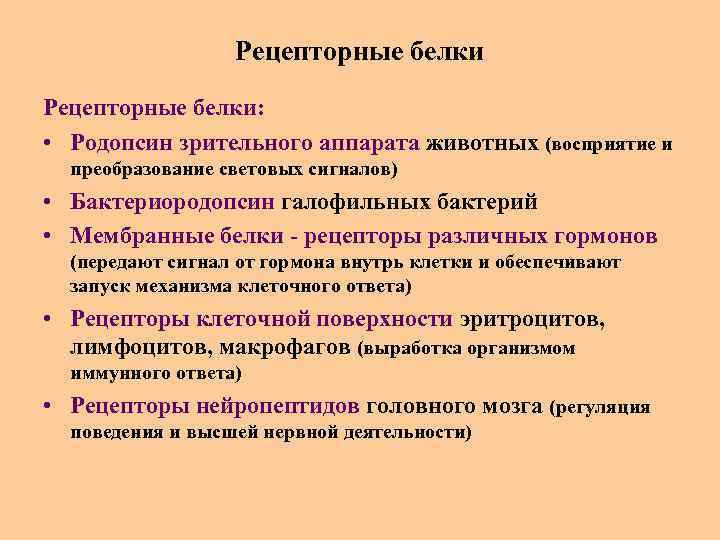 Рецепторные белки: • Родопсин зрительного аппарата животных (восприятие и преобразование световых сигналов) • Бактериородопсин