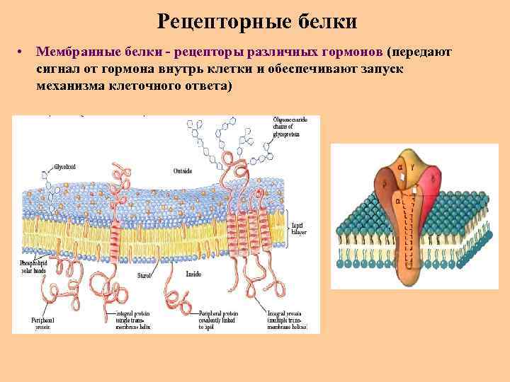 Рецепторные белки • Мембранные белки - рецепторы различных гормонов (передают сигнал от гормона внутрь