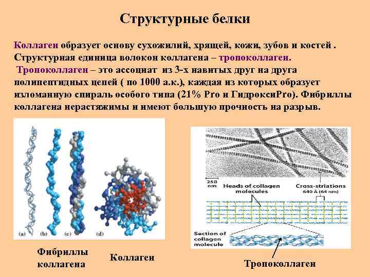 Структурные белки Коллаген образует основу сухожилий, хрящей, кожи, зубов и костей. Структурная единица волокон