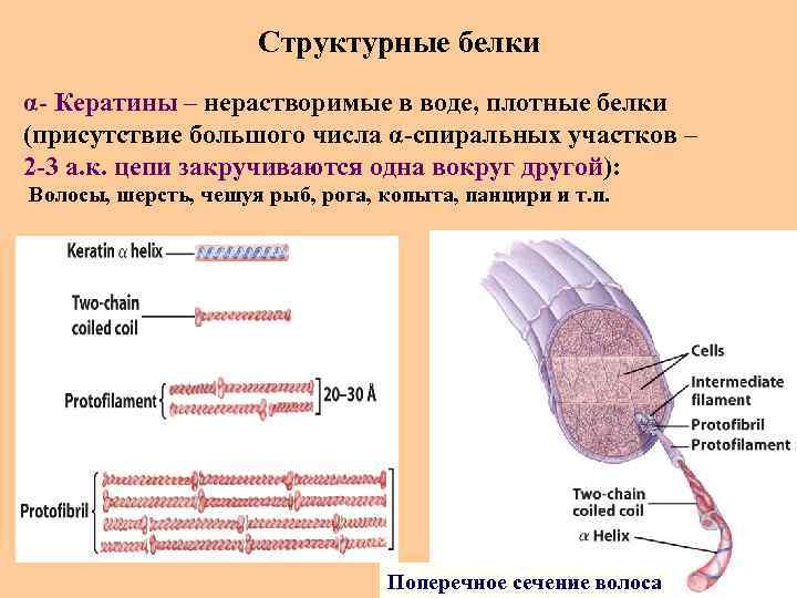 Структурные белки α- Кератины – нерастворимые в воде, плотные белки (присутствие большого числа α-спиральных