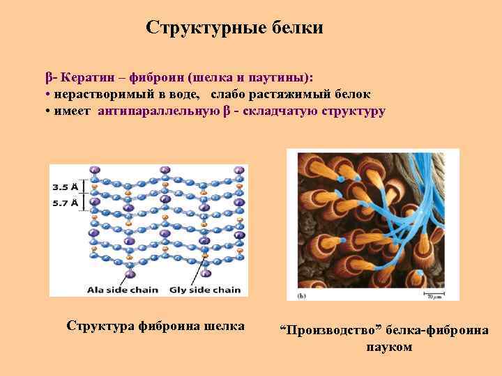 Структурные белки β- Кератин – фиброин (шелка и паутины): • нерастворимый в воде, слабо