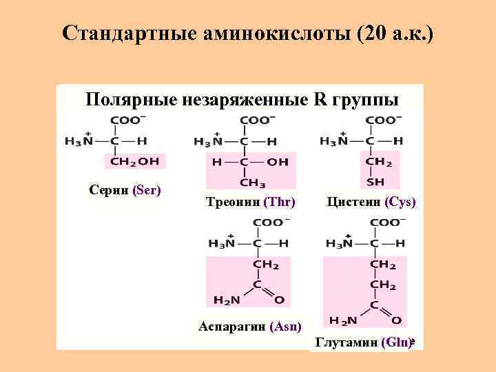 Стандартные аминокислоты (20 а. к. ) Полярные незаряженные R группы Серин (Ser) Треонин (Thr)