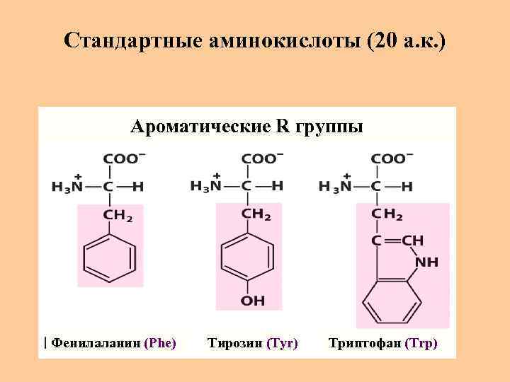 Стандартные аминокислоты (20 а. к. ) Ароматические R группы Фенилаланин (Phe) Тирозин (Tyr) Триптофан