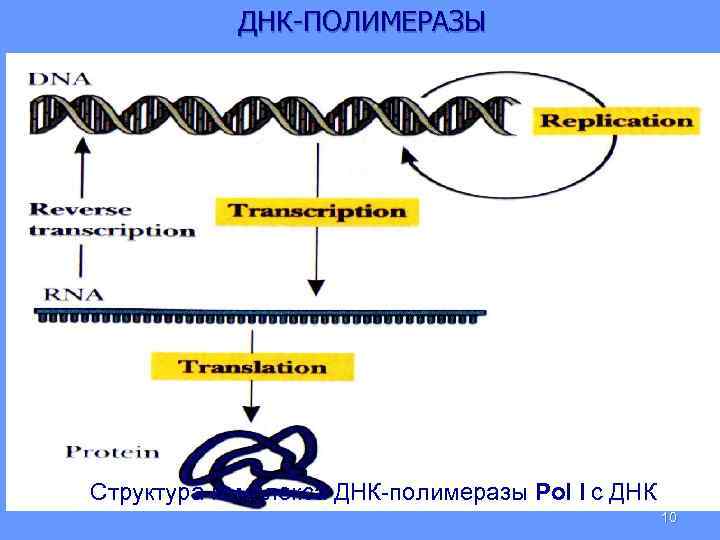 ДНК-ПОЛИМЕРАЗЫ Структура комплекса ДНК-полимеразы Pol I с ДНК 10 