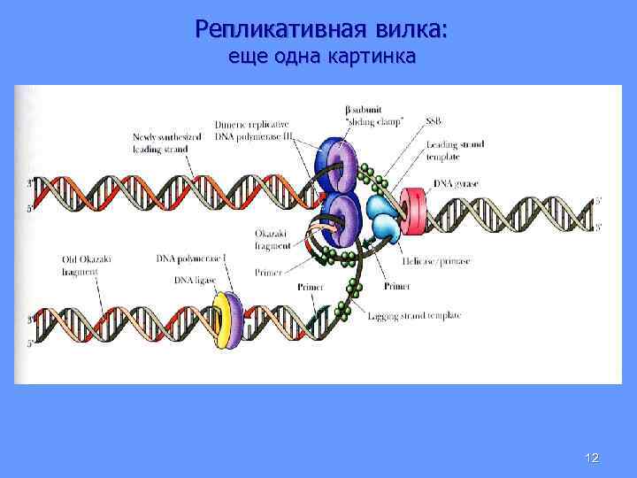 Репликативная вилка: еще одна картинка 12 