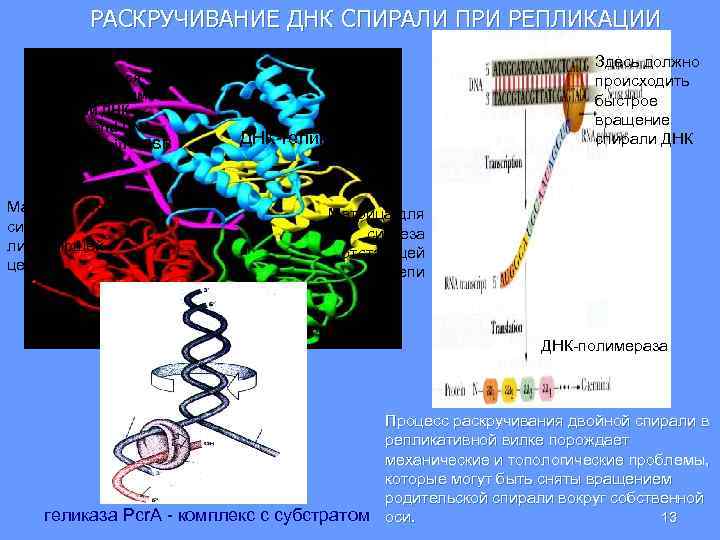 РАСКРУЧИВАНИЕ ДНК СПИРАЛИ ПРИ РЕПЛИКАЦИИ Белки, связывающиеся с одноцепочечными участками ДНК (single-strand DNA binding