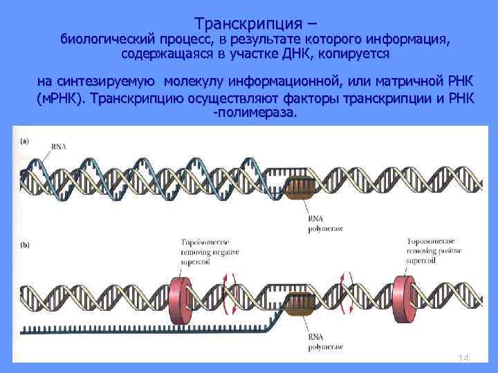 Транскрипция – биологический процесс, в результате которого информация, содержащаяся в участке ДНК, копируется на