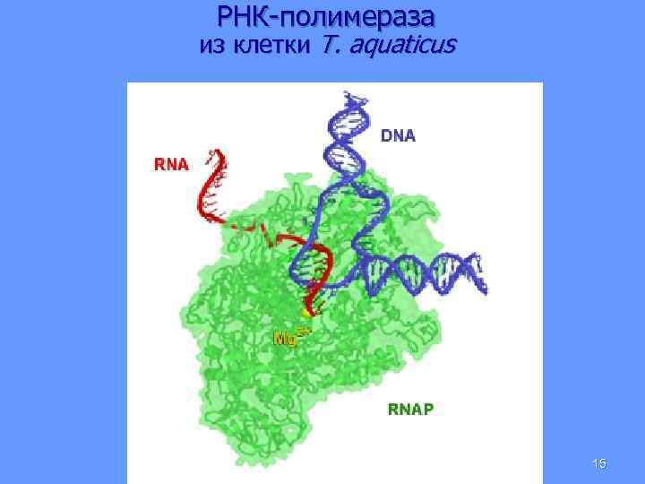 РНК-полимераза из клетки T. aquaticus 15 