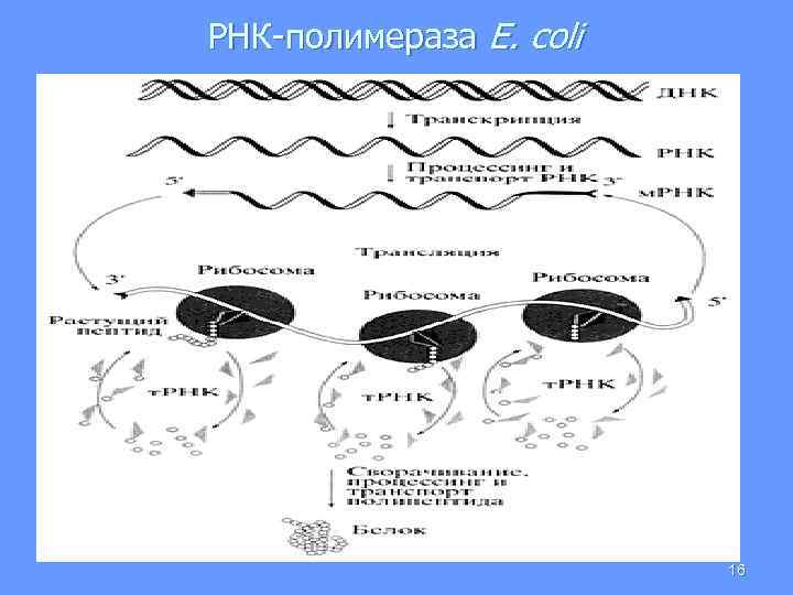 РНК-полимераза Е. coli 16 