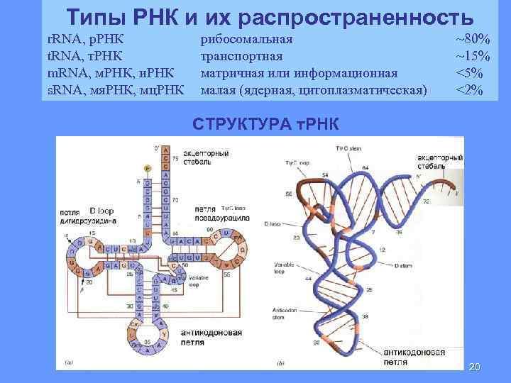 Типы РНК и их распространенность r. RNA, р. РНК t. RNA, т. РНК m.