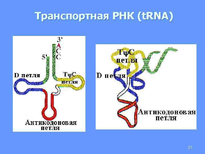 Транспортная РНК (t. RNA) 21 