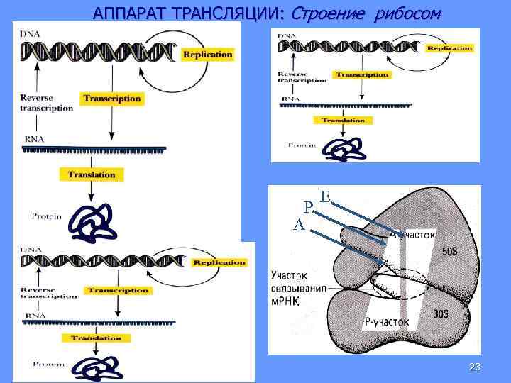 АППАРАТ ТРАНСЛЯЦИИ: Строение рибосом P A E 23 