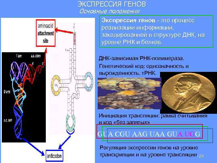 ЭКСПРЕССИЯ ГЕНОВ Основные положения Экспрессия генов - это процесс реализации информации, закодированной в структуре