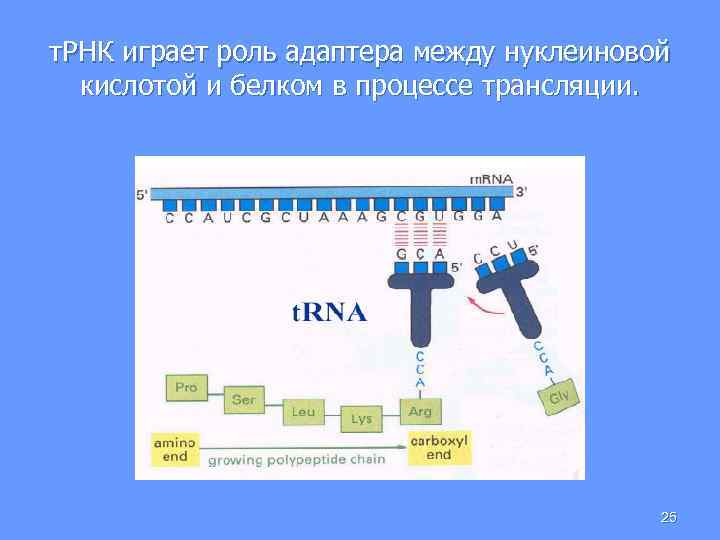 т. РНК играет роль адаптера между нуклеиновой кислотой и белком в процессе трансляции. 25