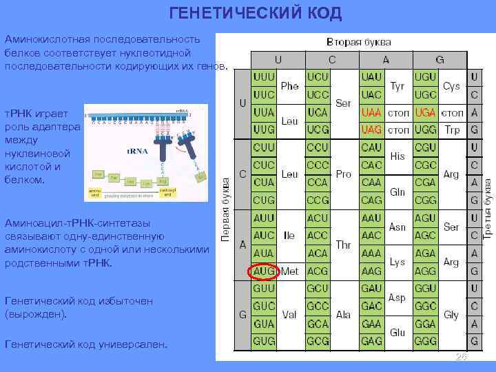 ГЕНЕТИЧЕСКИЙ КОД (3’) т. РНК играет роль адаптера между нуклеиновой кислотой и белком. (5’)