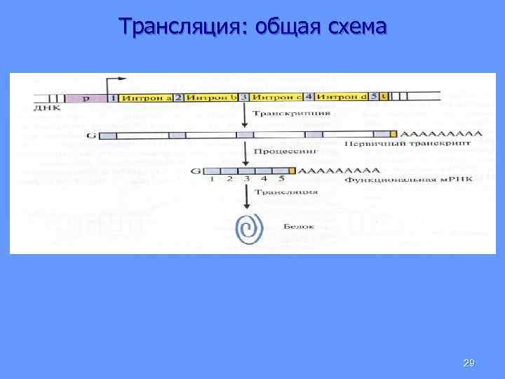 Трансляция: общая схема 29 