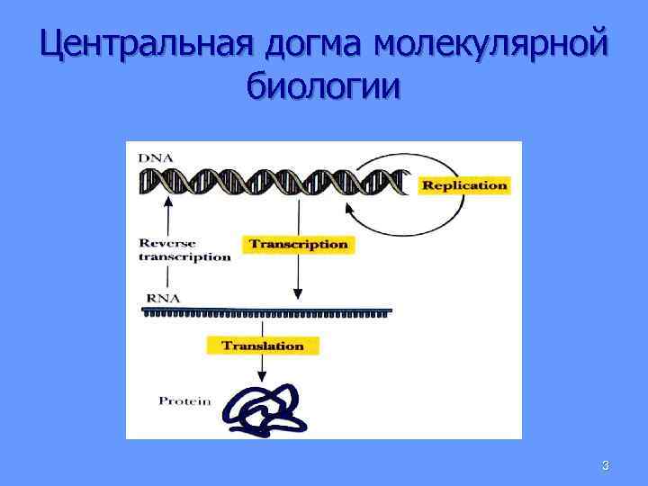 Центральная догма молекулярной биологии 3 