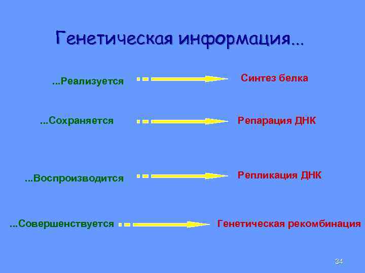 Генетическая информация. . . Реализуется Синтез белка . . . Сохраняется Репарация ДНК .