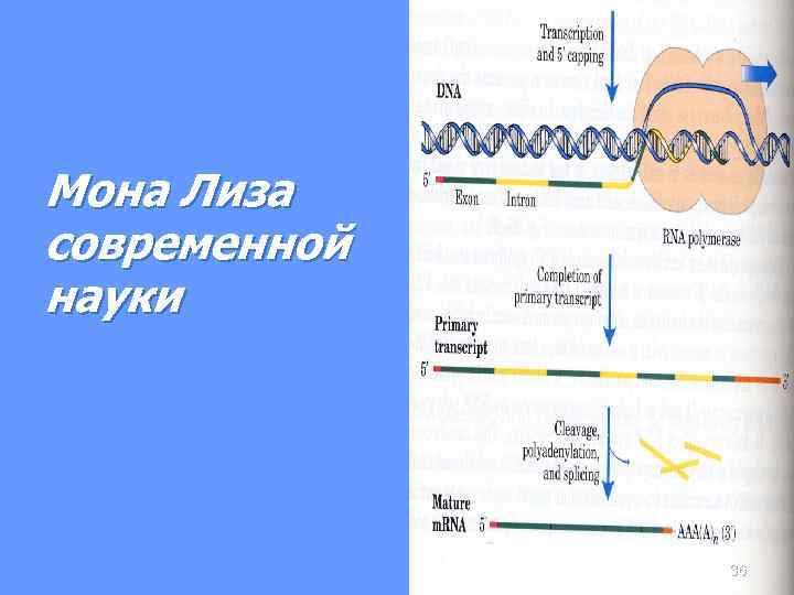 Мона Лиза современной науки 36 