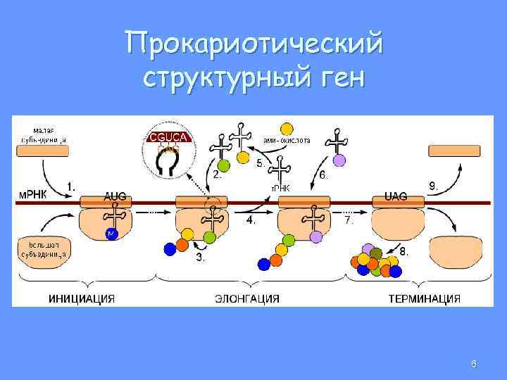 Прокариотический структурный ген 6 