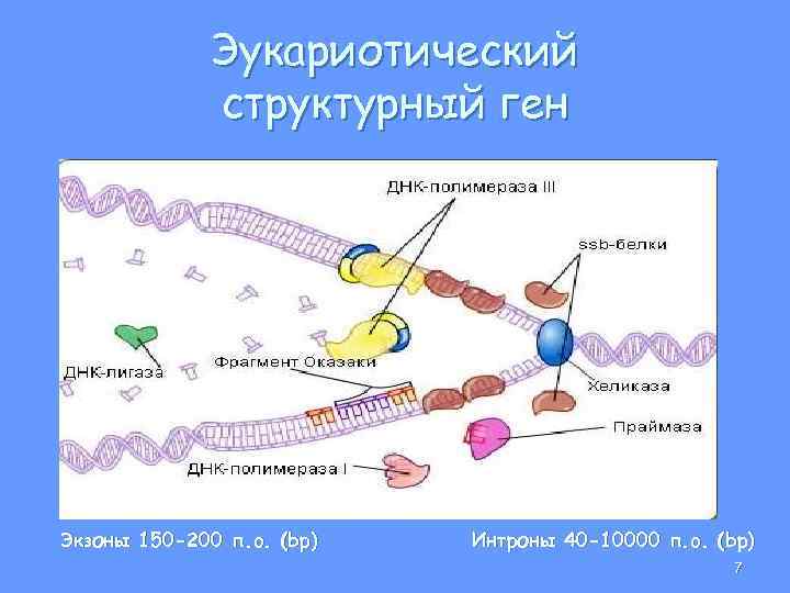 Эукариотический структурный ген Экзоны 150 -200 п. o. (bp) Интроны 40 -10000 п. o.