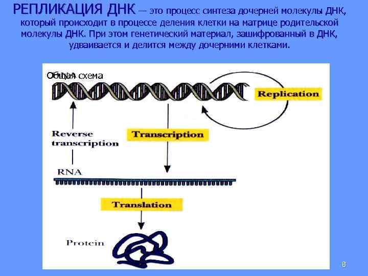 Матрицей для синтеза молекулы