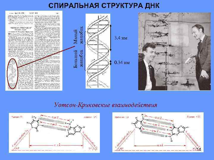 Большой желобок Малый желобок СПИРАЛЬНАЯ СТРУКТУРА ДНК 3. 4 нм 0. 34 нм Уотсон-Криковские