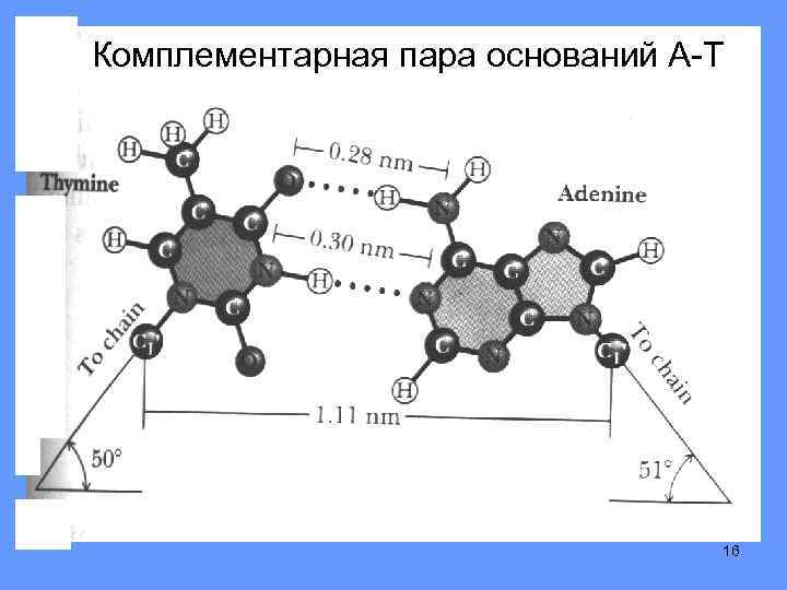 Комплементарная пара оснований А-Т 16 