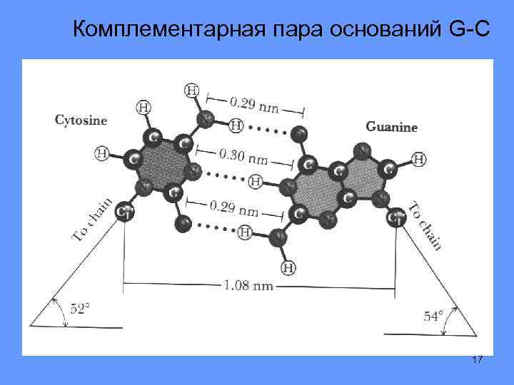 Комплементарная пара оснований G-C 17 