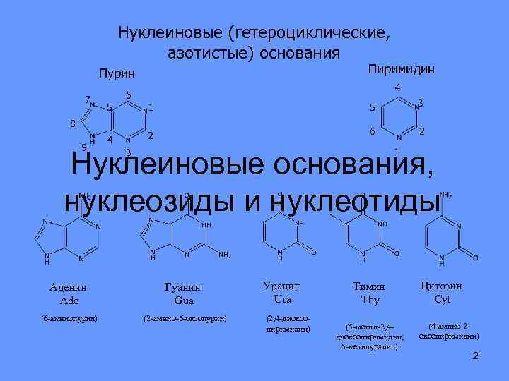 Соединение азотистых оснований. Гетероциклические основания нуклеиновых кислот. Структурная формула гетероциклических соединений. Пурины и пиримидины. Компоненты нуклеиновых кислот гетероциклические основания.