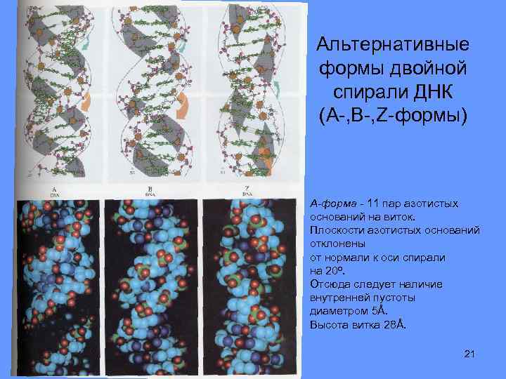 Альтернативные формы двойной спирали ДНК (A-, B-, Z-формы) А-форма - 11 пар азотистых оснований