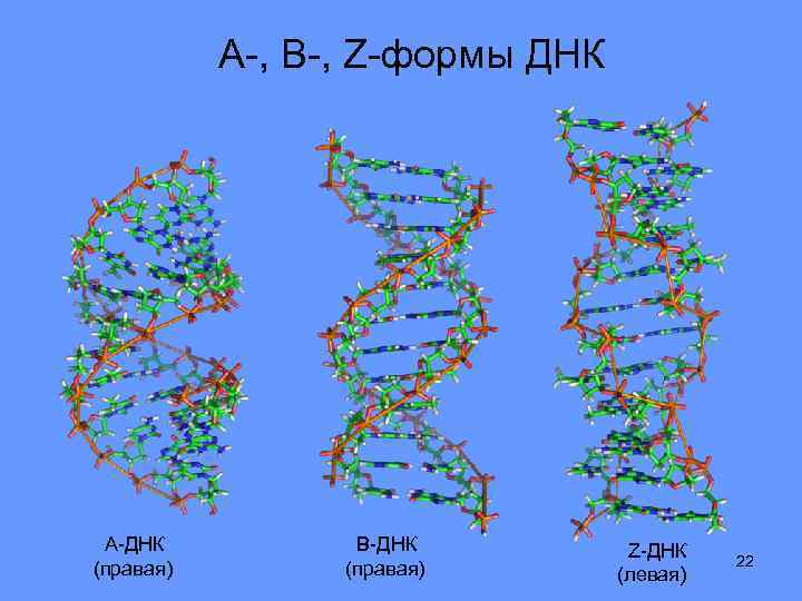 A-, B-, Z-формы ДНК А-ДНК (правая) В-ДНК (правая) Z-ДНК (левая) 22 