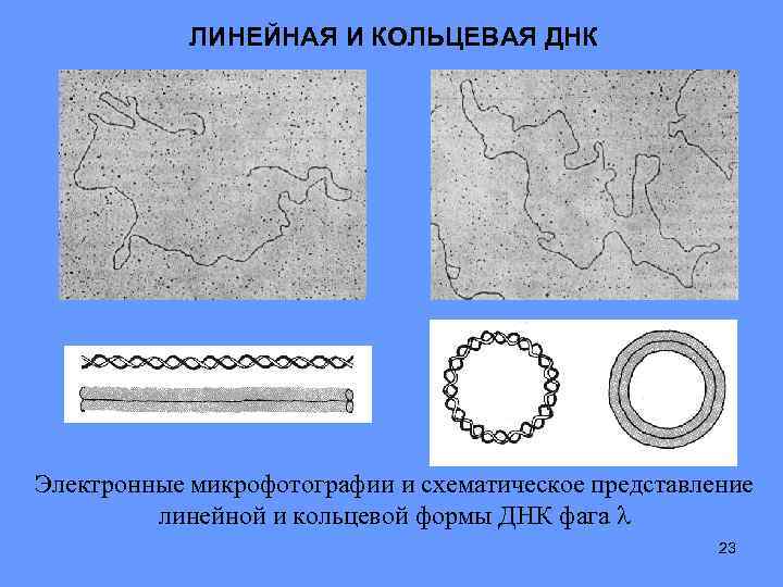 Линейная днк. ДНК кольцевой формы. Кольцевая и линейная ДНК. Линейчатая и Кольцевая ДНК. Одноцепочечная Кольцевая ДНК.