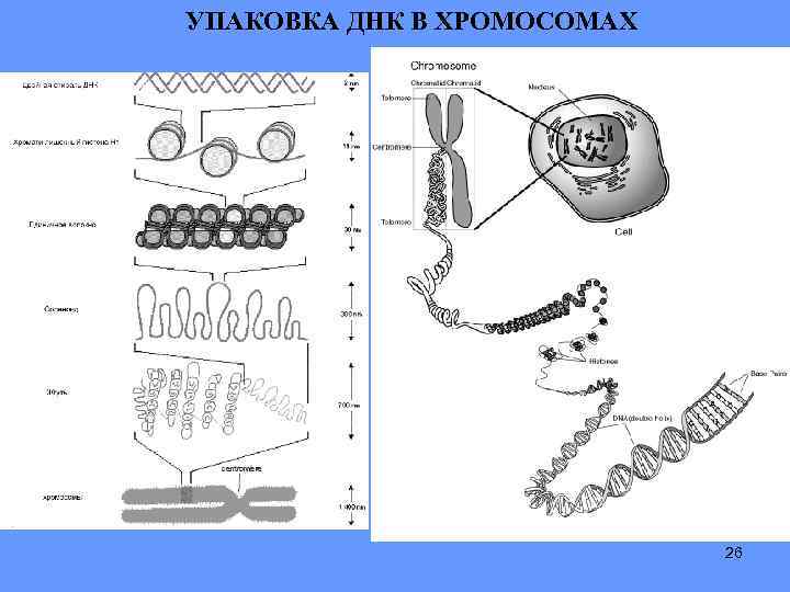 У лягушки 26 хромосом