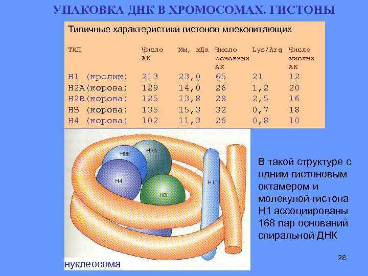 УПАКОВКА ДНК В ХРОМОСОМАХ. ГИСТОНЫ Типичные характеристики гистонов млекопитающих ТИП Число АК Мм, к.