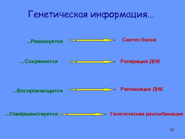 Генетическая информация. . . Реализуется Синтез белка . . . Сохраняется Репарация ДНК .