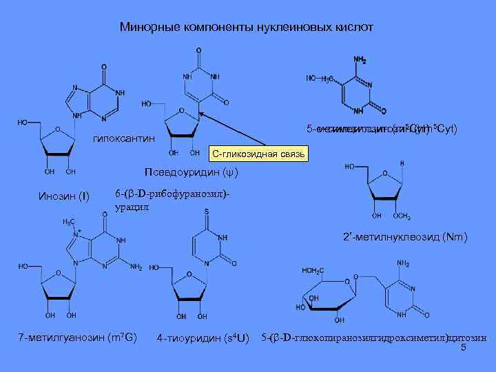 Функции нуклеиновых кислот углеводов