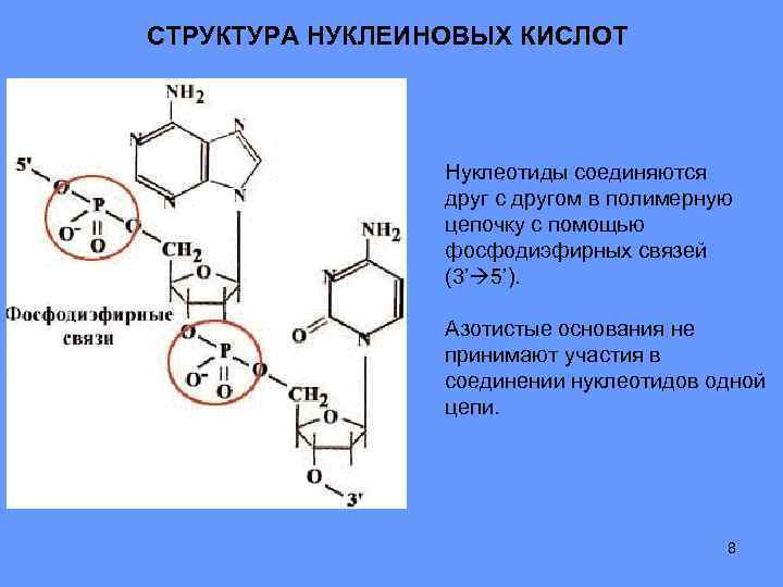 6 функции нуклеиновых кислот. Структура нуклеиновых кислот. Структура азотистых оснований. Строение азотистых оснований. Азотистые основания нуклеиновых кислот.