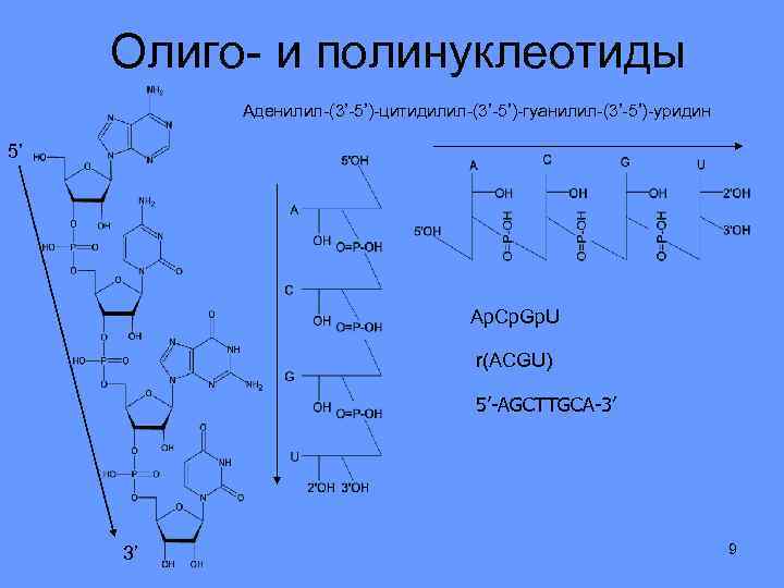 Строение полинуклеотидной цепи