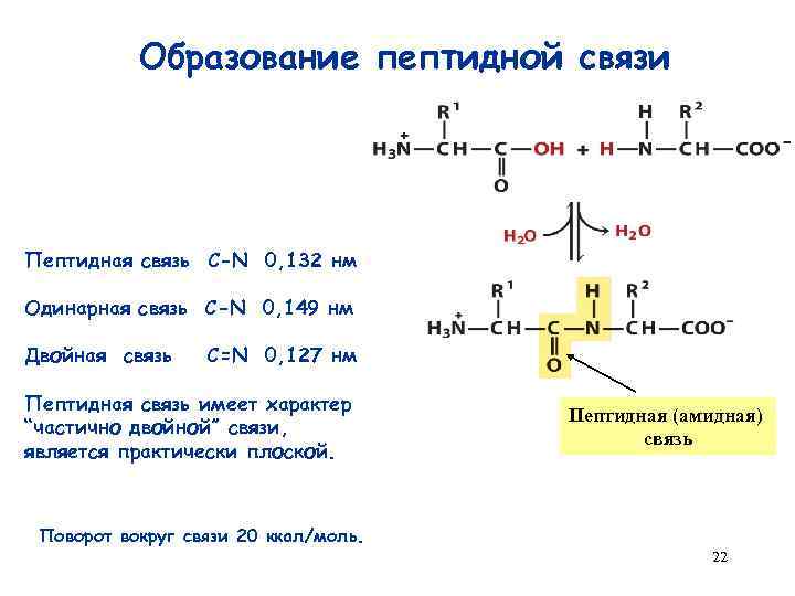 Образование пептидной связи Пептидная связь C-N 0, 132 нм Одинарная связь C-N 0, 149