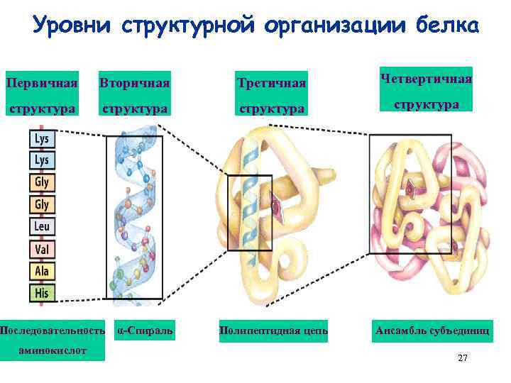 Молекулы имеют первичную вторичную третичную четвертичную структуры