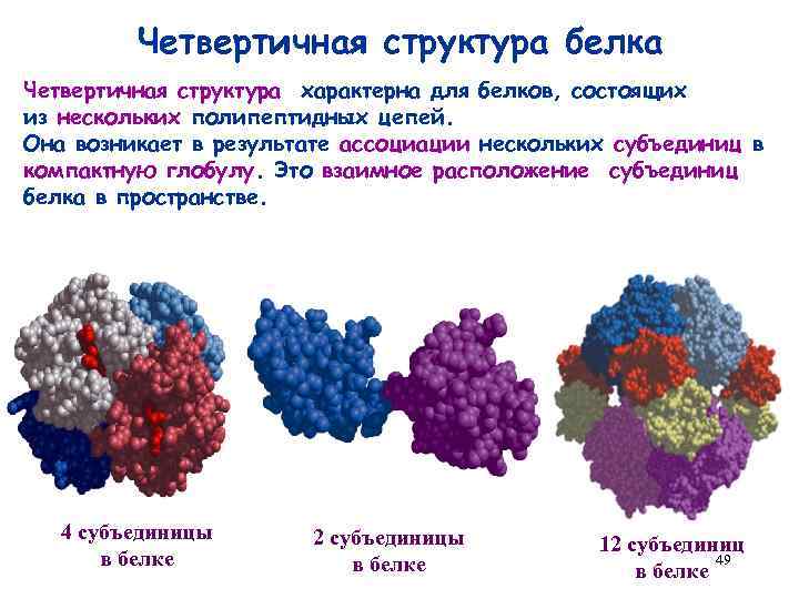 Четвертичная структура белка Четвертичная структура характерна для белков, состоящих из нескольких полипептидных цепей. Она