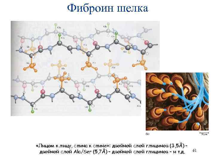 Фиброин шелка «Лицом к лицу, спина к спине» : двойной слой глицинов (3, 5Å)