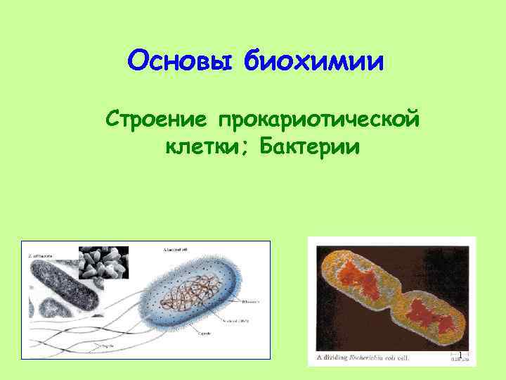 Основы биохимии Строение прокариотической клетки; Бактерии 1 