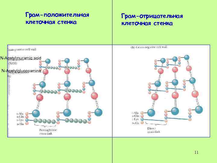 Грам-положительная клеточная стенка Грам-отрицательная клеточная стенка N-Acetylmuramic acid N-Acetylglucosamine 11 